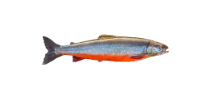 Arctic Char
