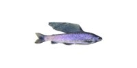 Arctic Grayling