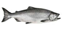 Chinook