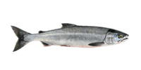Chum