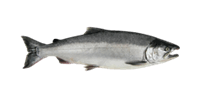 Coho