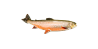 Dolly Varden