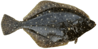 Halibut
