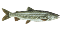 Lake Trout
