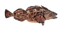 Lingcod