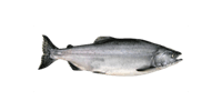 Pink Salmon
