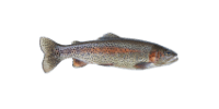 Trout