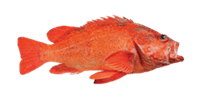 Rockfish