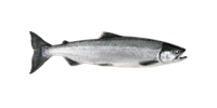 Sockeye