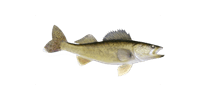 Walleye