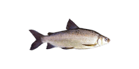 Whitefish